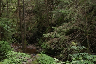 Lotenbachklamm bei Bonndof_26