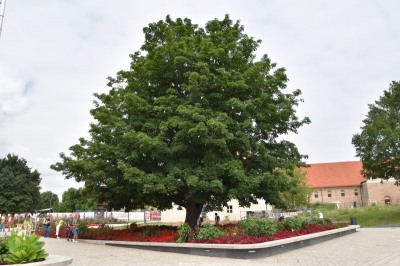 Zitadelle Petersberg Buga 21 2821_50